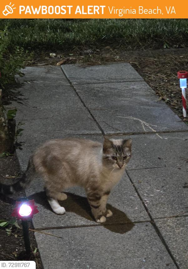 Found/Stray Unknown Cat last seen Birdneck Rd, Virginia Beach, VA 23451