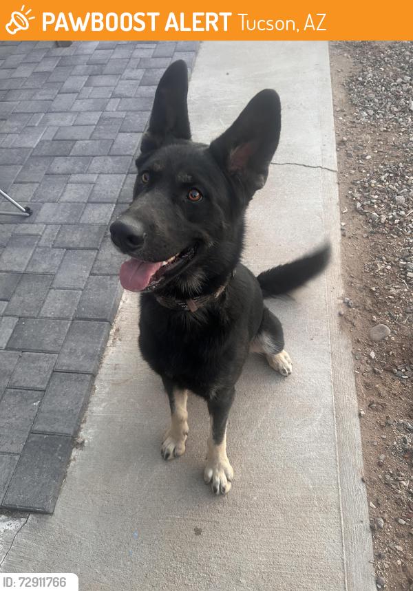 Found/Stray Male Dog last seen Between Treat & Country Club, Tucson, AZ 85719