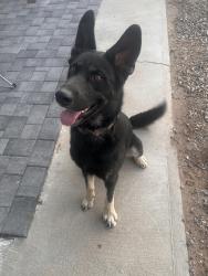 Found/Stray Male Dog last seen Between Treat & Country Club, Tucson, AZ 85719