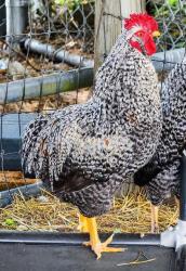 Shelter Stray Male Chicken last seen Homosassa Springs, FL 34446, Inverness, FL 34450