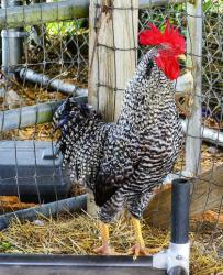 Shelter Stray Male Chicken last seen Homosassa Springs, FL 34446, Inverness, FL 34450