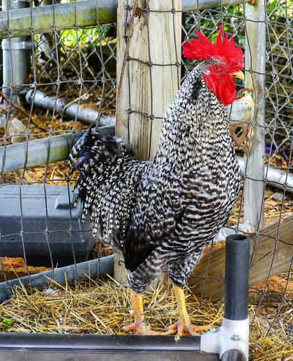 Shelter Stray Male Chicken last seen Homosassa Springs, FL 34446, Inverness, FL 34450