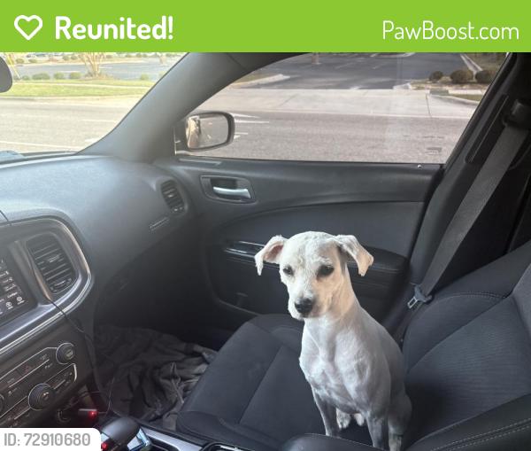 Reunited Male Dog last seen First St Fayetteville, NC  , Fayetteville, NC 28301