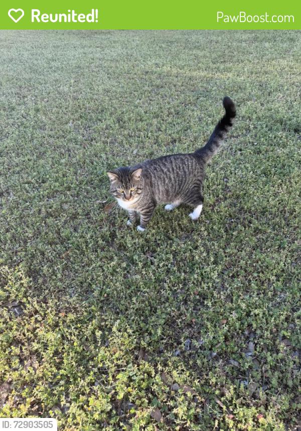 Reunited Male Cat last seen Chester, Eureka Mill, SC 29706