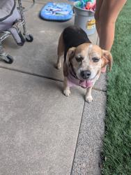 Reunited Unknown Dog last seen Gilham Elementary, Eugene, OR 97408
