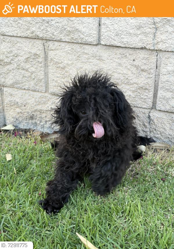 Found/Stray Male Dog last seen Christobal lane., Colton, CA 92324