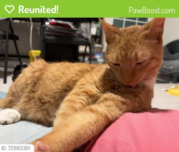 Reunited Female Cat last seen Newark Rd and Gap-Newport Pk, Toughkenamon, PA 19374