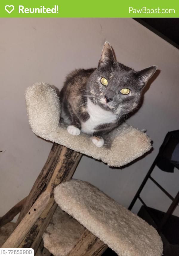 Reunited Female Cat last seen 53rd St. and Seahurst Ave SW, Everett, WA 98203