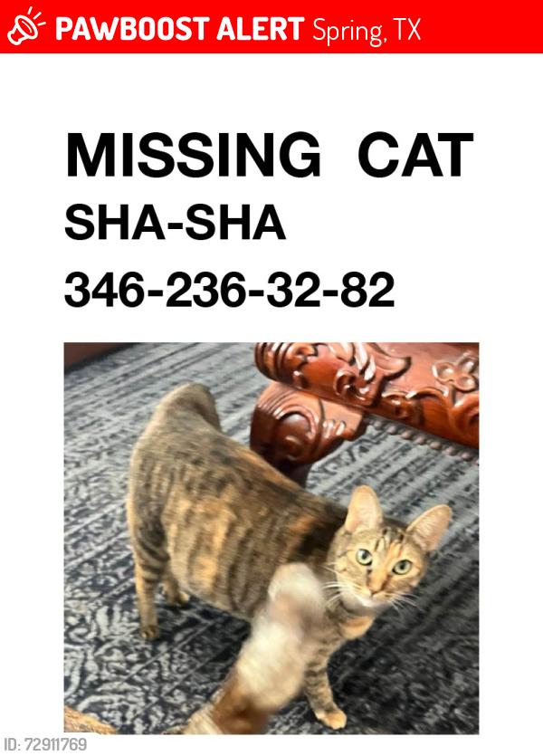 Lost Female Cat last seen Kuykendahl   and Agusta Pine , Spring, TX 77389