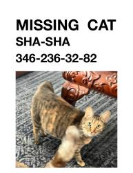 Lost Female Cat last seen Kuykendahl   and Agusta Pine , Spring, TX 77389