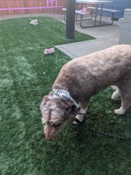 Reunited Unknown Dog last seen Gilham Elementary, Eugene, OR 97408