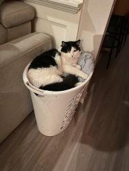 Lost Male Cat last seen Orange terrace and north star by Ben Franklin , Riverside, CA 92508
