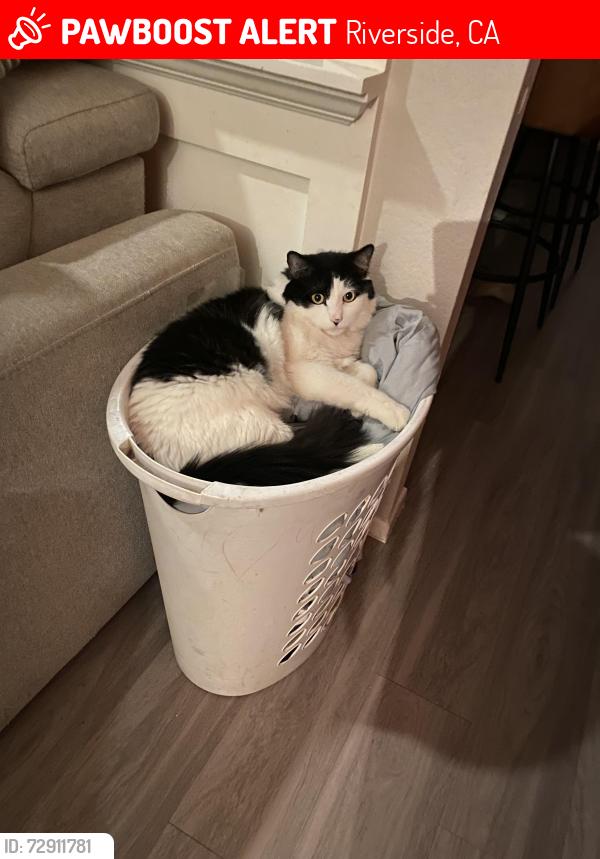 Lost Male Cat last seen Orange terrace and north star by Ben Franklin , Riverside, CA 92508