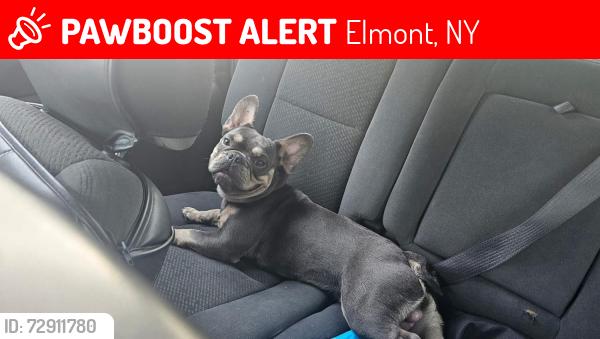 Lost Male Dog last seen Elmont Road, Elmont, NY 11003