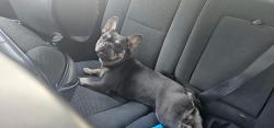 Lost Male Dog last seen Elmont Road , Elmont, NY 11003
