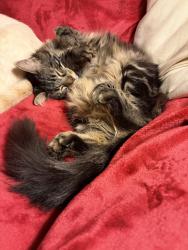 Lost Female Cat last seen Woodridge Village subdivision , San Antonio, TX 78249