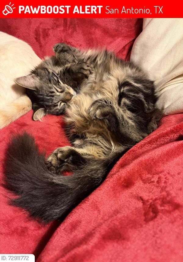 Lost Female Cat last seen Woodridge Village subdivision , San Antonio, TX 78249