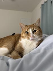 Reunited Female Cat last seen Aspire Dr , Four Corners, FL 34747