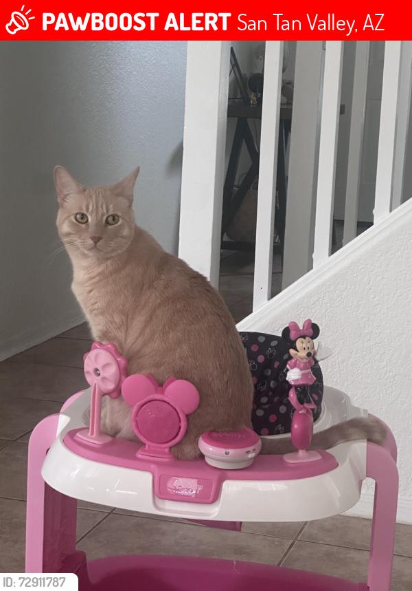 Lost Male Cat last seen Castlegate , San Tan Valley, AZ 85140