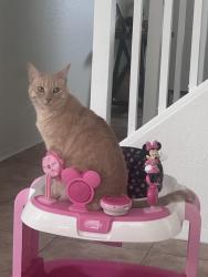 Lost Male Cat last seen Castlegate , San Tan Valley, AZ 85140