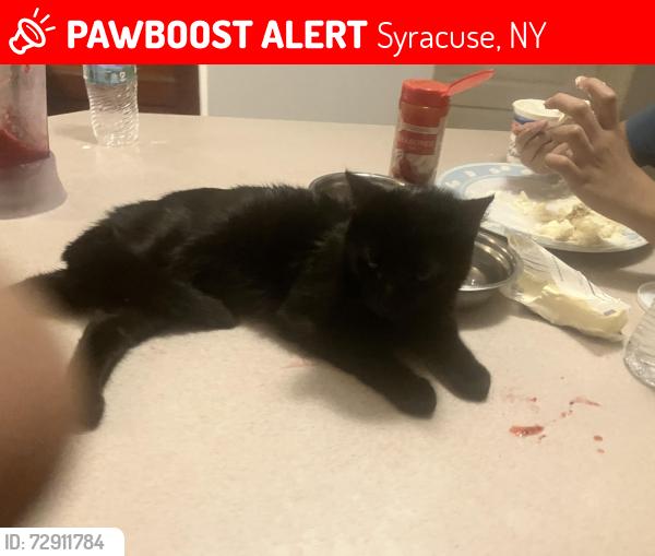 Lost Female Cat last seen Stolp ave, Syracuse, NY 13207