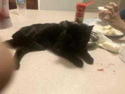 Lost Female Cat last seen Stolp ave, Syracuse, NY 13207