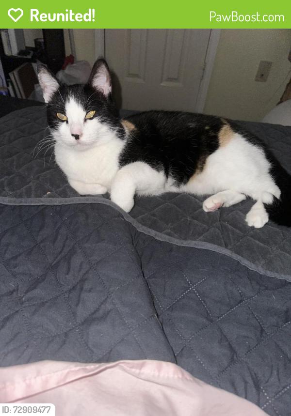 Reunited Female Cat last seen Valley Ridge Blvd, Lewisville, TX 75077
