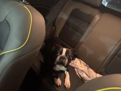 Found/Stray Unknown Dog last seen Unknown , Kyle, TX 78640