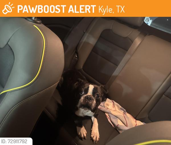 Found/Stray Unknown Dog last seen Unknown , Kyle, TX 78640
