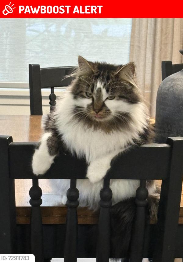 Lost Male Cat last seen 2nd road , Abbotsford, BC V3G 2V6