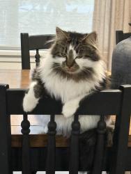 Lost Male Cat last seen 2nd road , Abbotsford, BC V3G 2V6