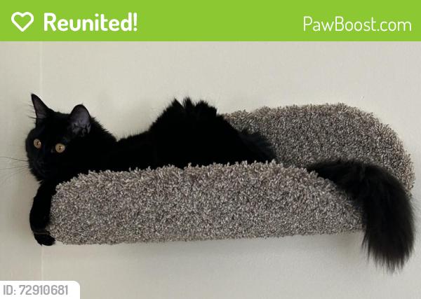 Reunited Female Cat last seen Earl and Case, Saint Paul, MN 55106