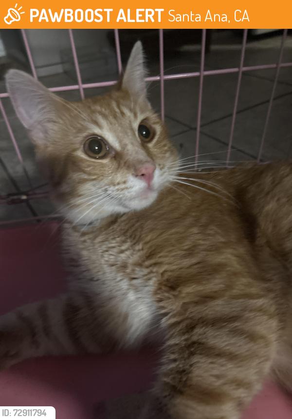 Found/Stray Male Cat last seen E Pine street, Santa Ana, CA 92701