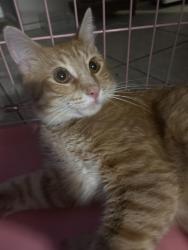 Found/Stray Male Cat last seen  E Pine street , Santa Ana, CA 92701