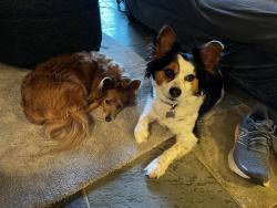 Reunited Male Dog last seen Freedom Park, Charlotte, NC 28209