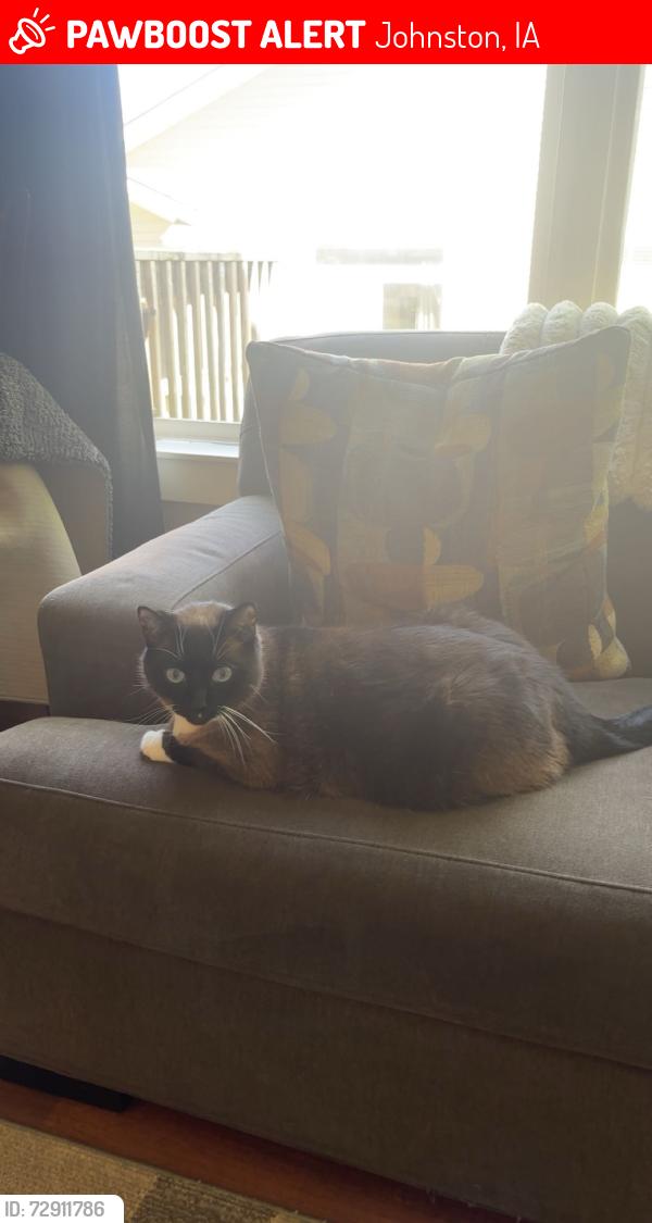 Lost Male Cat last seen Century Trace s, Johnston, IA 50131