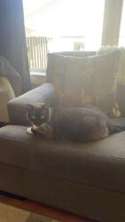Lost Male Cat last seen Century Trace s, Johnston, IA 50131