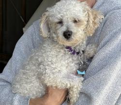 Lost Female Dog last seen Creekside Subdivision Grand Blanc, Grand Blanc, MI 48439