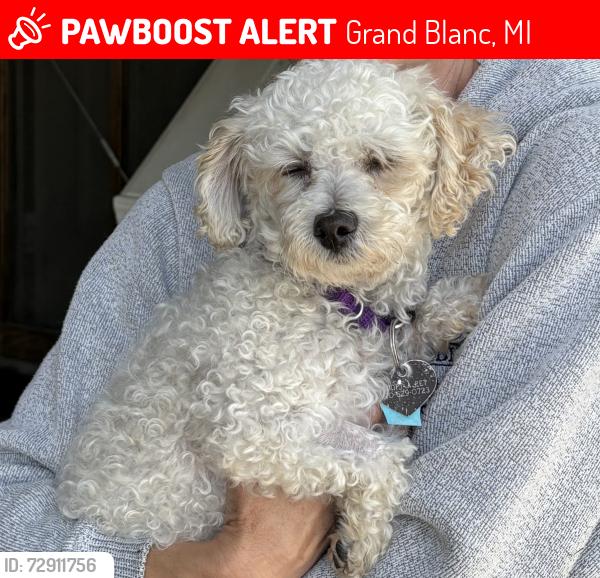 Lost Female Dog last seen Creekside Subdivision Grand Blanc, Grand Blanc, MI 48439