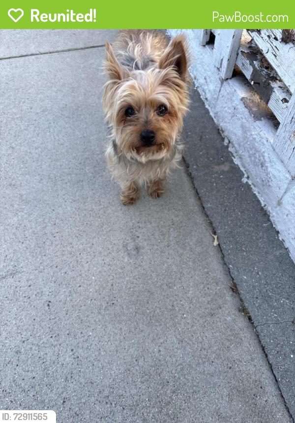Reunited Female Dog last seen Hillcrest Ave and oak st, Inglewood, CA 90301