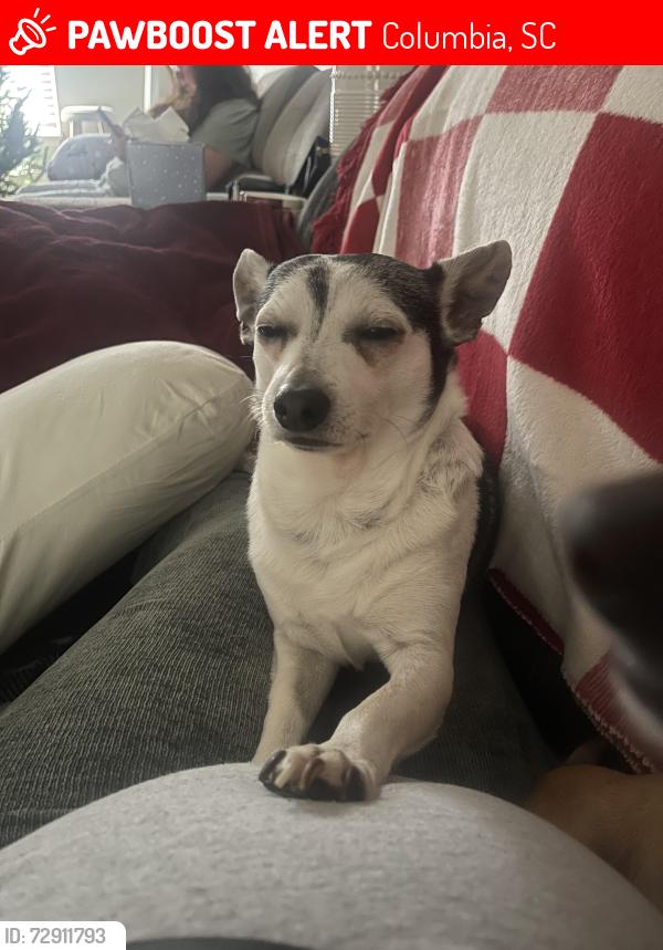 Lost Male Dog last seen North brickyard , Columbia, SC 29223