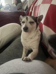 Lost Male Dog last seen North brickyard , Columbia, SC 29223