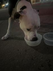 Reunited Female Dog last seen Yosemite and Belleview, Greenwood Village, CO 80111