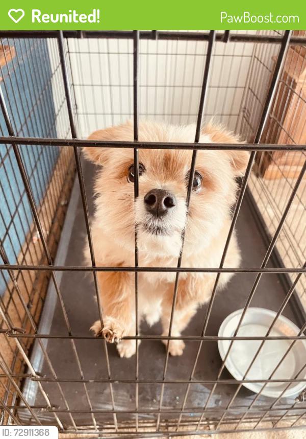 Reunited Male Dog last seen Toro and Ganado court, one block east of wagontrain, Albuquerque, NM 87123