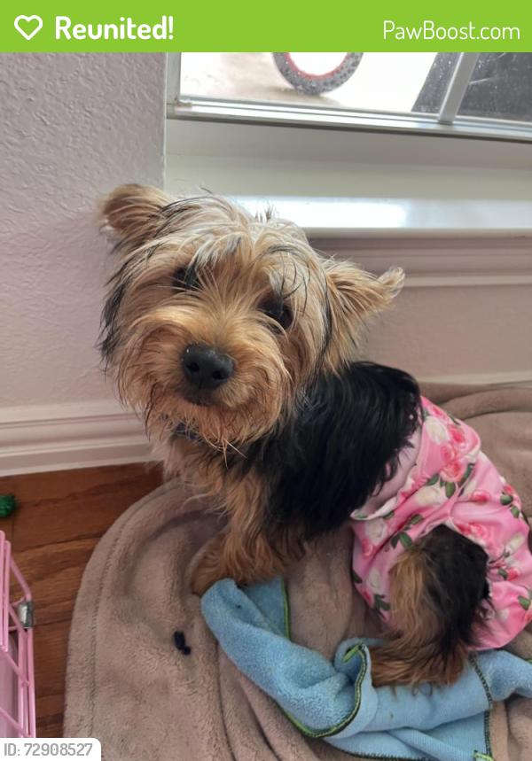 Reunited Female Dog last seen Baton Rouge blvd, Frisco, TX 75035