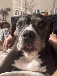 Reunited Male Dog last seen Near bayberry lane , Spotsylvania Courthouse, VA 22553