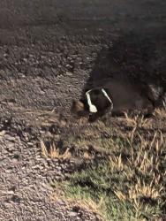 Found/Stray Unknown Cat last seen Near trailer park, Conway, AR 72032