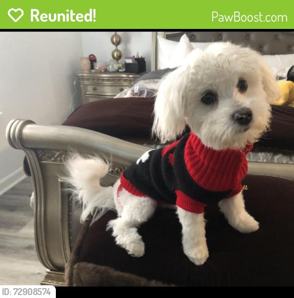 Reunited Male Dog last seen Martin Luther King near Bar B Que Heaven , Indianapolis, IN 46208