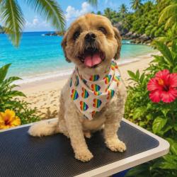 Shelter Stray Male Dog last seen , Port Richey, FL 34653