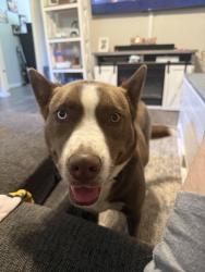 Lost Female Dog last seen Gaither Ave , Lawrenceburg, TN 38464